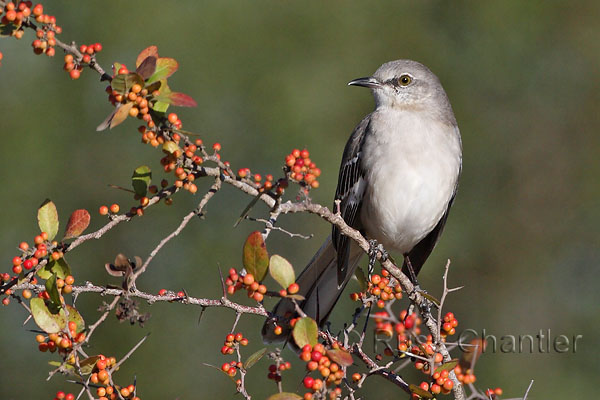 Northern Mockingbird © Russ Chantler